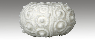 Keller Modellbau Seeigel SLS Selektiveslasersintern 1000x419px.jpg